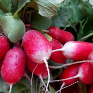 Radis rose (botte)